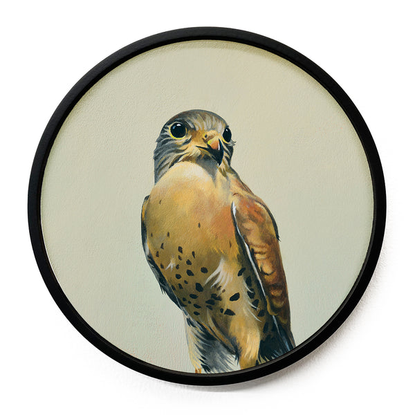 Wings on Wood 10 Inch Round Lesser Kestrel - W8003