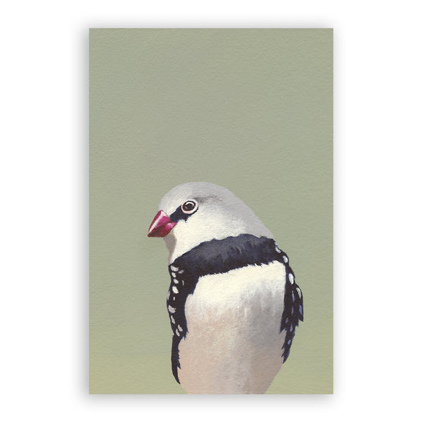 Postcard - Matt Adrian Art - Zebra Finch - 9065zeb24 - Set of 24