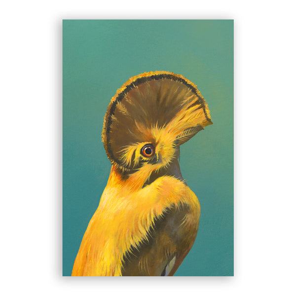 Postcard - Matt Adrian Art - Cock of the Rock - 9066rok24 - Set of 24